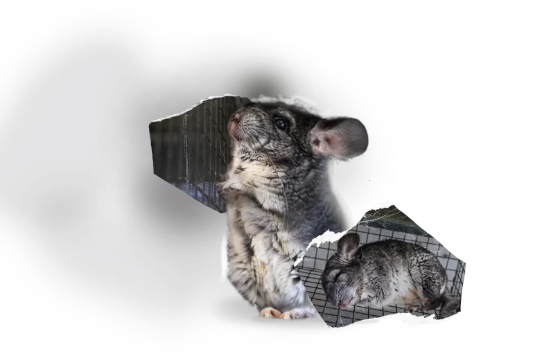 Animal